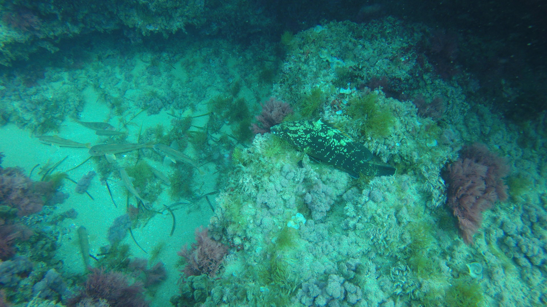 Scuba diving in Valencia, Spain